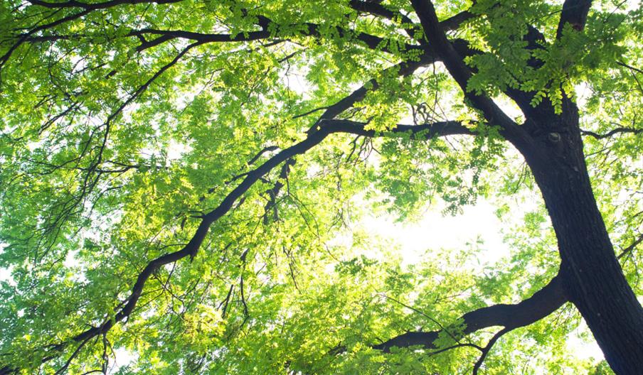 dappled sunlight through the leaves of a tree dappled sunlight through the leaves of a tree
